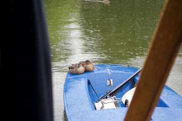 Two brown female mallard ducks (Anas platyrhynchos) asleep on the deck of a blue dinghy, using the boat as an island on a lake in the rain
