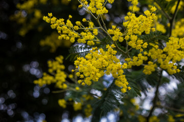Wild mimosa flowers on the shrub close-up