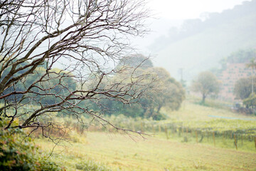 Wet tree branches on a rainy day in a rural field.