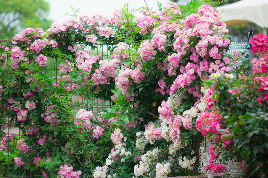 92 Best 蔓薔薇 Images Stock Photos Vectors Adobe Stock