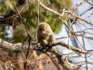 Japanese snow monkey in a Yudanaka onsen tree