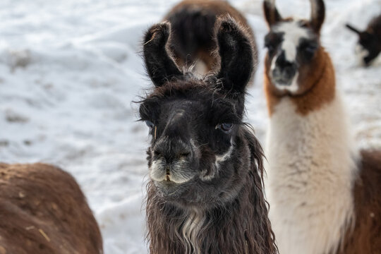 Farm Animals, Snowy Field of Alpacas