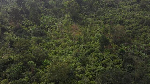Aerial thick canopy green jungle trees Ghana Africa pull. Old busy narrow rough highway in rural village between Accra and Kumasi Ghana, Africa. Main transportation hub and transportation route.