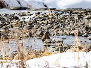 Black-eared kite drinking in Yomase River 2