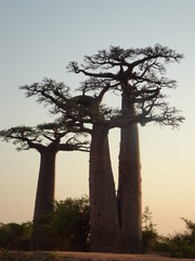 Fototapeta na wymiar Early morning view of the avenue of the baobabs illuminated by the rising sun (Morondava, Madagascar)