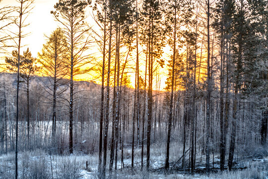 Sunset Blazes Over Siberia / Winter Boreal Forest / Taiga