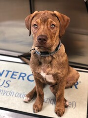 Puppy at the vet 