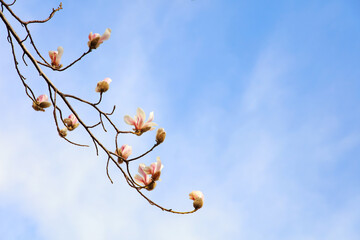 Blooming magnolia flowers in the blue sky