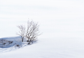 Fototapeta na wymiar Bushes in the immaculate snow of the high mountains 