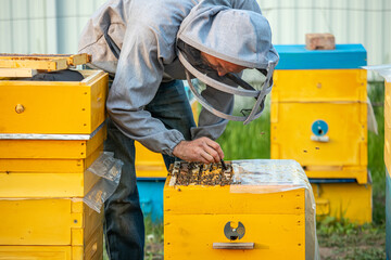 Beekeeper is working with bees and beehives on apiary. Bees on honeycomb. Frames of bee hive. Beekeeping. Honey. Healthy food. Natural products.