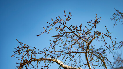 Winter city park in mist with snow covered tree trunks. Winter tree without leaves on a blue background of colorful sky