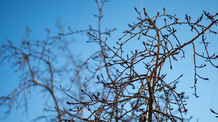 Winter city park in mist with snow covered tree trunks. Winter tree without leaves on a blue background of colorful sky