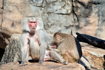 the young baboon is preening the old male baboon