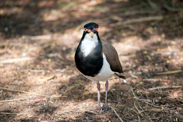 the banded lapwing is searching for food
