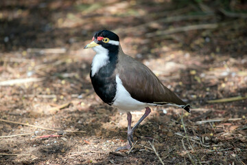 the banded lapwing is walking around looking for food
