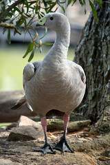 the cape barren goose is a grey bird with a yellow bill
