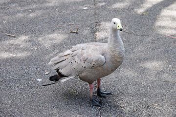 the cape barren goose is on the path