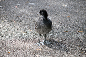 the Eurasian coot chick is walking on the path