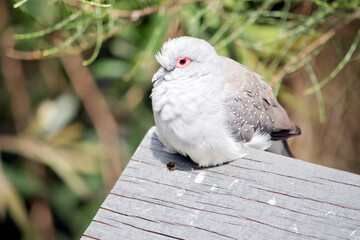 the diamond dove is perched on a piece of wood