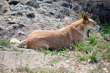this is a side view of a golden dingo with its mouth open resting