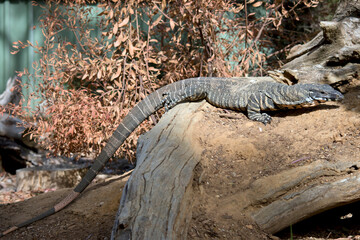 the lace monitor lizard is climbing a tree