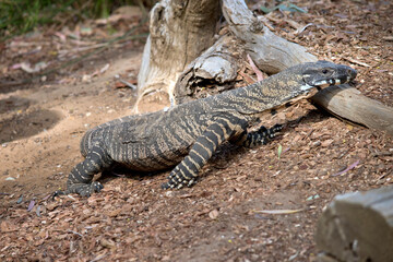 the lace monitor lizard is crawling along the ground looking for food