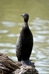 the little black cormorant is a black water bird