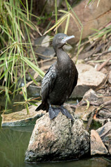 the little black cormorant is perched on rocks