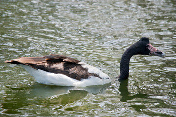 this is a side view of a  magpie goose