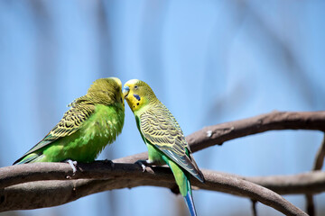 the two parakeets are perched on a branch