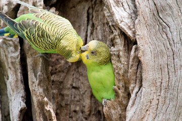 the budgerigars are preening each other