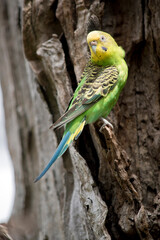 the parakeet is sitting on a tree