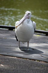 the pelican is walking on a pier