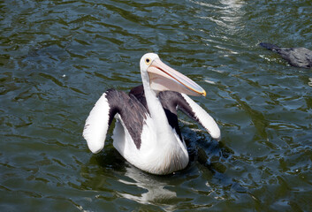 theAustralian  pelican is swimming in the water