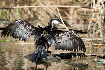 the pied cormorant is drying it wings in the sun