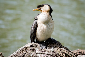 the pied cormorant is sitting on a log sticking out of the water