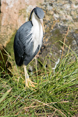the pied heron is a black and white bird with yellow eyes