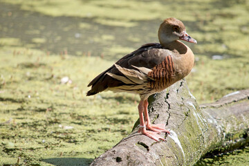 this is a side view of a  olumed whistling duck1