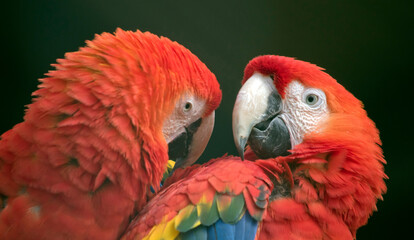 the red and green macaw are preening each other