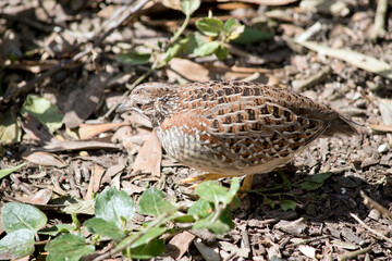 the quail is looking for food amongst the leaves and twigs