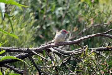 the red browed finch is perched on a branch of a tree