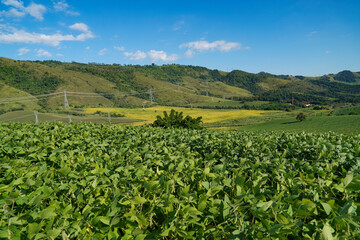 Fototapeta na wymiar the bean farm in region country
