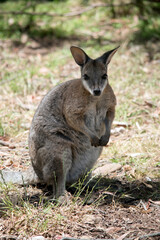 Naklejka na ściany i meble the red necked wallaby is standing on its hind legs