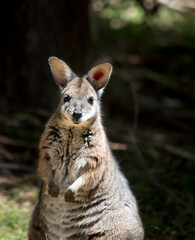 the red necked wallaby is standing on its hind legs