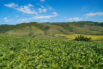 Fototapeta na wymiar the bean farm in region country