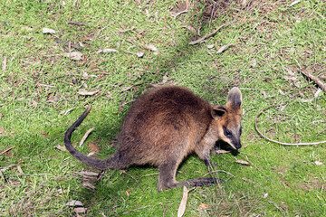 the joey swamp wallaby is looking for its mother in a grassy field