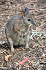 the tammar wallaby is looking for food amongst the twigs and leaves