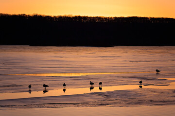 Fototapeta na wymiar Bird in a Golden Shore