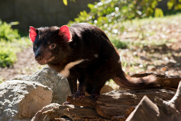 the Tasmanian devil is a black and white marsupial with sharp teeth and pink ears