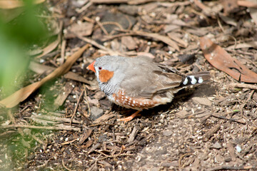 this is a side view of a zebra finch